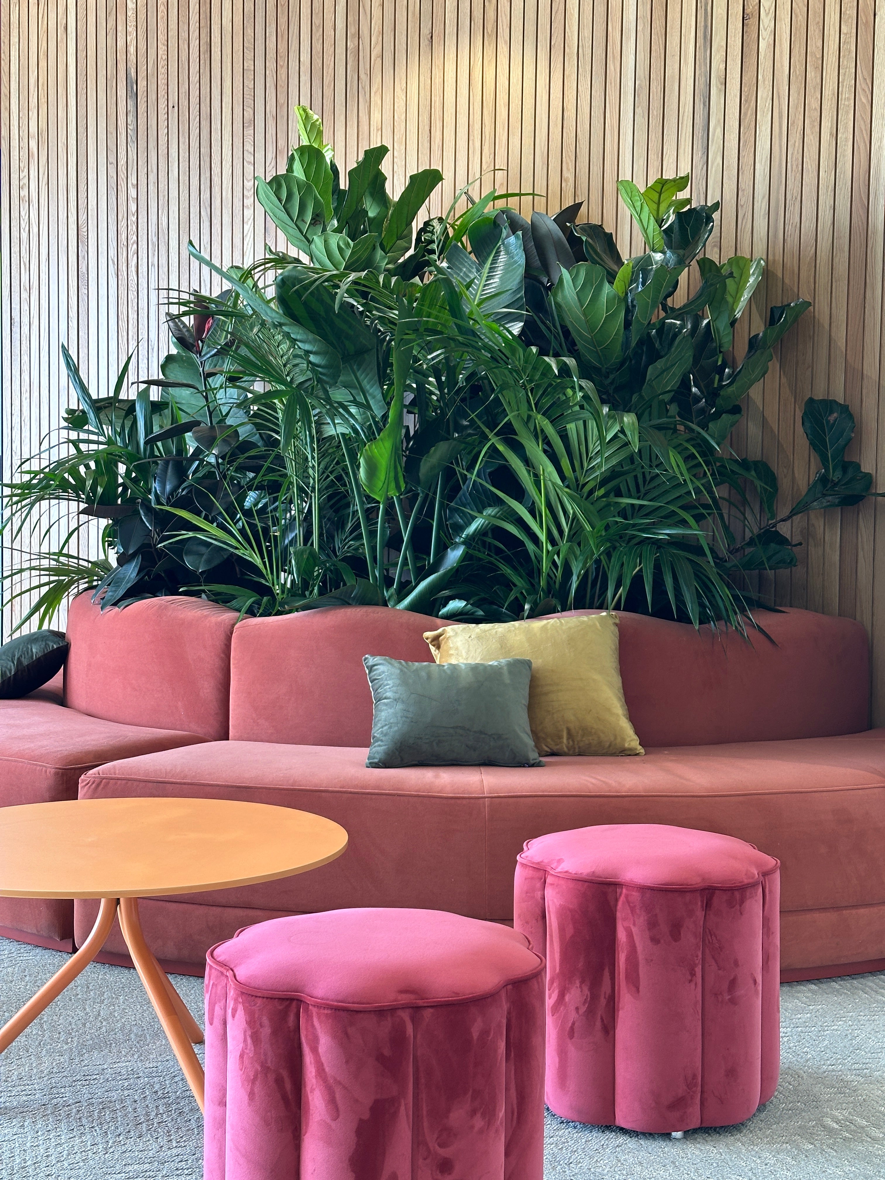 Pink velvet sofa with decorative pillows and a plant in a room with wooden flooring.
